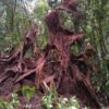 image105 Wild Oud-Cypress Wood