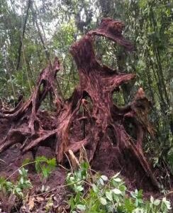 image105 Wild Oud-Cypress Wood