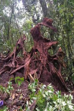 image105 Wild Oud-Cypress Wood