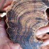 image106 Wild Oud-Cypress Wood