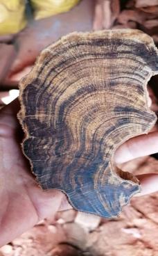 image106 Wild Oud-Cypress Wood